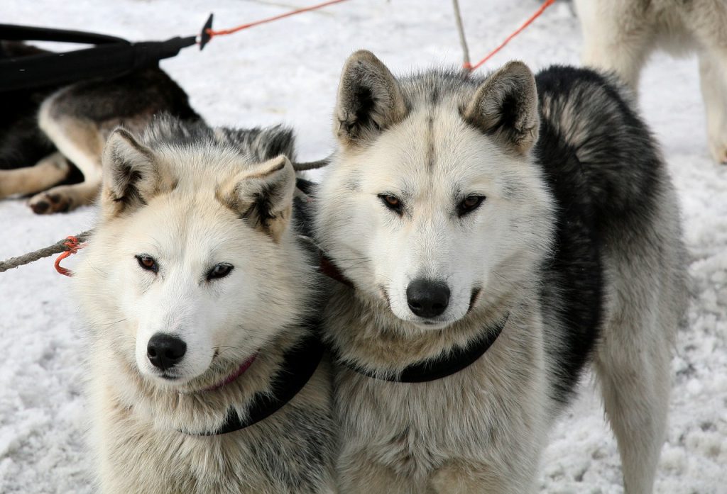 Qu'est-ce que la cani-rando ?