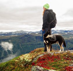 randonner avec son chien